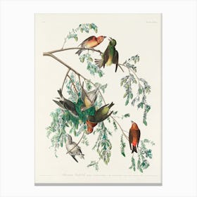 American Crossbill, Birds Of America, John James Audubon Canvas Print