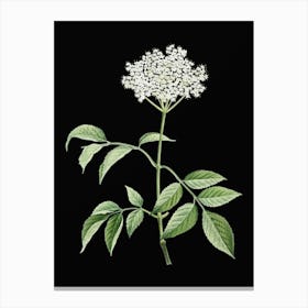 Vintage Elderflower Tree Botanical Illustration on Solid Black n.0529 Canvas Print