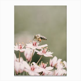Bee On Wildflower Canvas Print