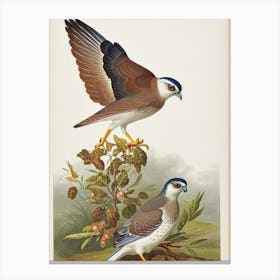Eurasian Sparrowhawk James Audubon Vintage Style Bird Canvas Print