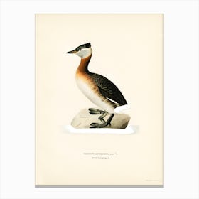 Red Necked Grebe Male, The Von Wright Brothers Canvas Print