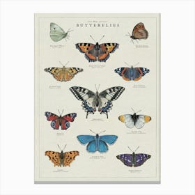 Butterflies Art Print Canvas Print