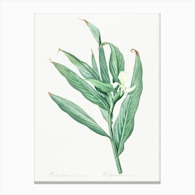 White Garland Lily Illustration From Les Liliacées (1805), Pierre Joseph Redoute Canvas Print