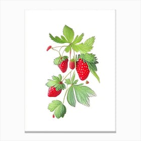 Wild Strawberries, Plant, Quentin Blake Illustration Canvas Print