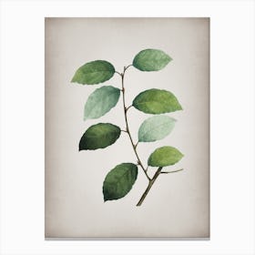 Vintage Eared Willow Botanical on Parchment n.0536 Canvas Print