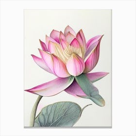 Pink Lotus Watercolour Ink Pencil 1 Canvas Print