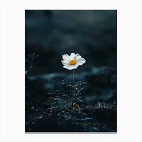 White Daisy 13 Canvas Print