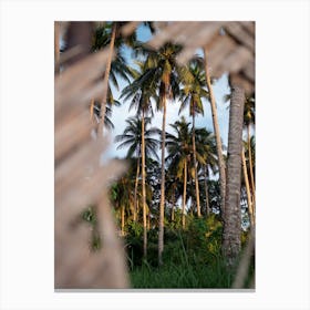 Palm trees through a wicker fence Canvas Print