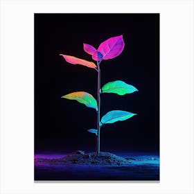 Plant Growing In The Dark 11 Canvas Print