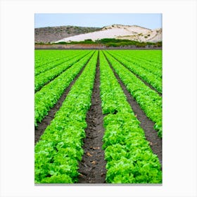 Lettuce Field — Stock Photo Canvas Print