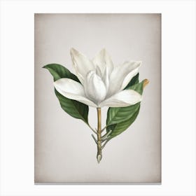 Vintage White Southern Magnolia Botanical on Parchment n.0923 Canvas Print