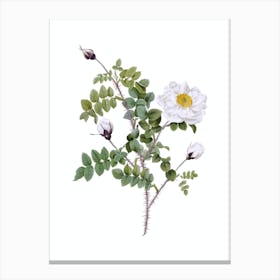 Vintage White Burnet Roses Botanical Illustration on Pure White n.0087 Canvas Print
