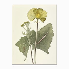 Coltsfoot Herb Pencil Colour Canvas Print