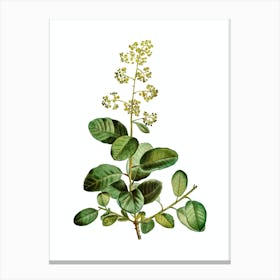 Vintage European Smoketree Botanical Illustration on Pure White n.0972 Canvas Print