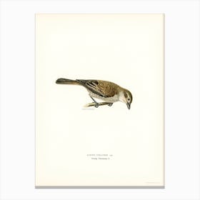 Red Backed Shrike Female, The Von Wright Brothers Canvas Print