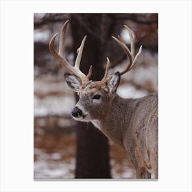 Winter Deer Canvas Print