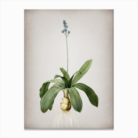 Vintage Scilla Lilio Hyacinthus Botanical on Parchment n.0181 Canvas Print