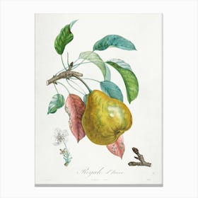 Botanica Fruits Pear Vintage Art Print Canvas Print