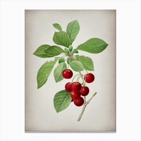 Vintage Cherry Botanical on Parchment n.0373 Canvas Print
