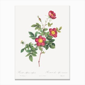 Alpine Rose, Pierre Joseph Redoute (2) Canvas Print