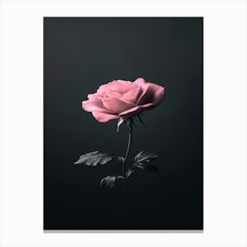 Pink Rose 29 Canvas Print