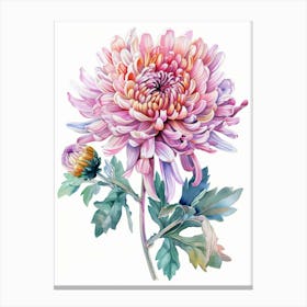 Chrysanthemum 6 Canvas Print