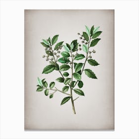 Vintage Evergreen Oak Botanical on Parchment n.0510 Canvas Print