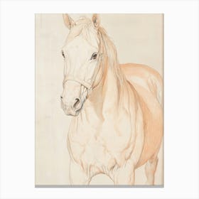 White Horse Drawing Canvas Print