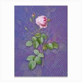 Vintage Provence Rose Botanical Illustration on Veri Peri n.0882 Canvas Print