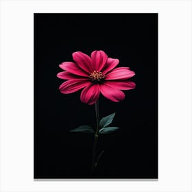 Pink Flower On Black Background 2 Canvas Print