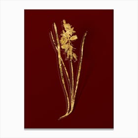 Vintage Drooping Star of Bethlehem Botanical in Gold on Red n.0330 Canvas Print