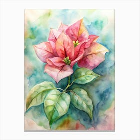 Poinsettia Canvas Print