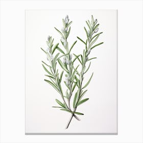 Rosemary Vintage Botanical Herbs 2 Canvas Print