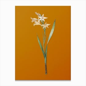 Vintage Gladiolus Cuspidatus Botanical on Sunset Orange n.0699 Canvas Print