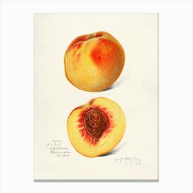 Peach Print Canvas Print