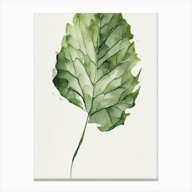 Wild Lettuce Leaf Minimalist Watercolour 2 Canvas Print
