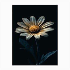 Daisy 8 Canvas Print