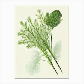 Dill Herb Pencil Colour 2 Canvas Print