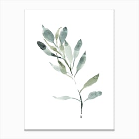 Watercolor Leaf, Olive Branch 4 Canvas Print