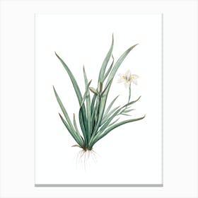 Vintage Fortnight Lily Botanical Illustration on Pure White n.0348 Canvas Print