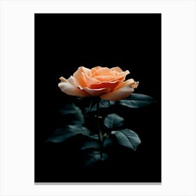 Peach Rose 5 Canvas Print