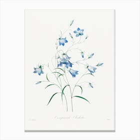 Campanule, Pierrejoseph Redouté Canvas Print