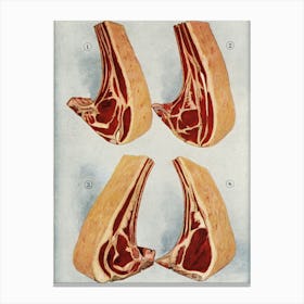 Anatomy Of The Rib Canvas Print