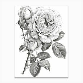 Roses Sketch 49 Canvas Print