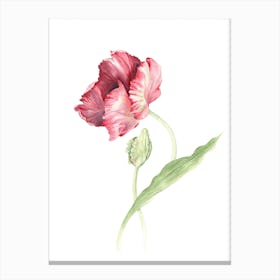 Tulpe Canvas Print