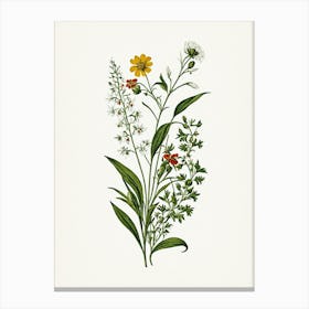 Vintage Botanical Galleria Style Wildflower Painting 41 Canvas Print