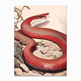 Dominican Red Mountain Boa Vintage Canvas Print