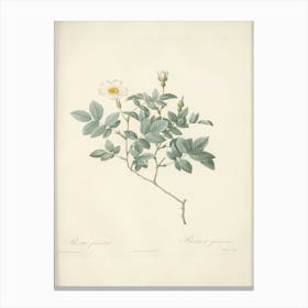 Rose Illustration, Pierre Joseph Redoute, Pierre Joseph Redoute (120) Canvas Print