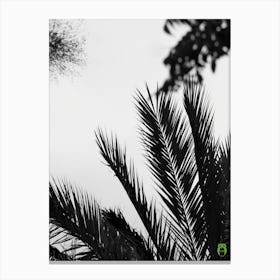 Black And White Palm Tree 20210907 365ppub Canvas Print