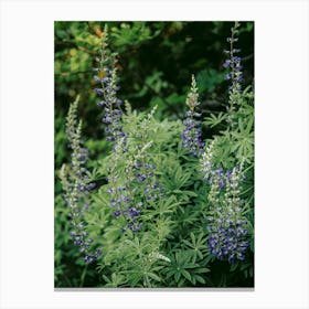 Lupine Canvas Print